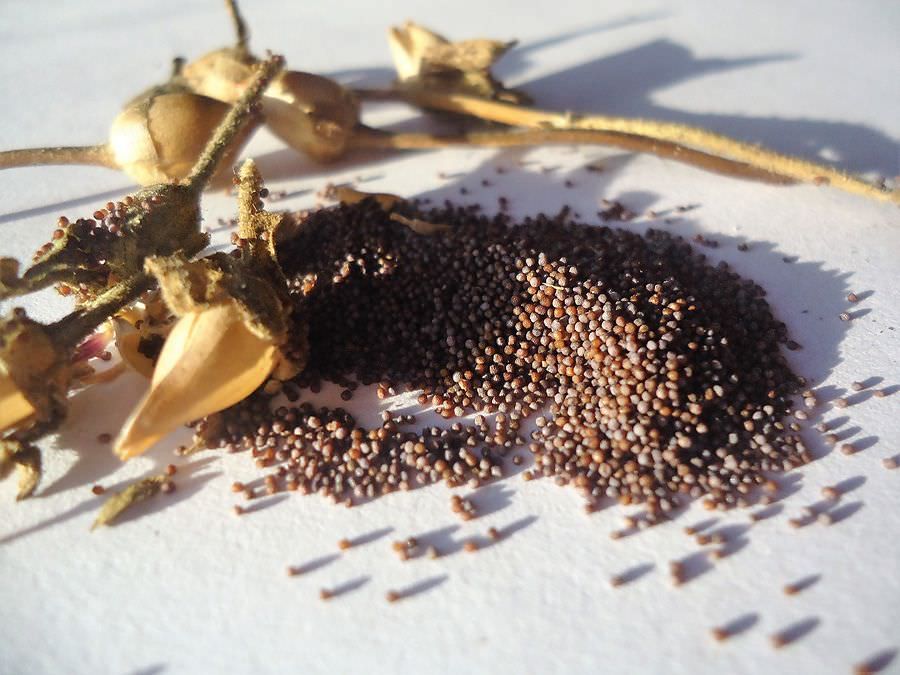 ������: ����� �������� ������ ��� �������� ��������