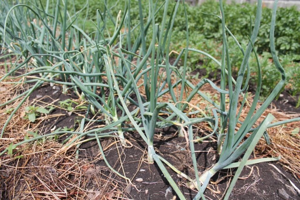 ��� ����� �� ������� ��������� ���� ����?