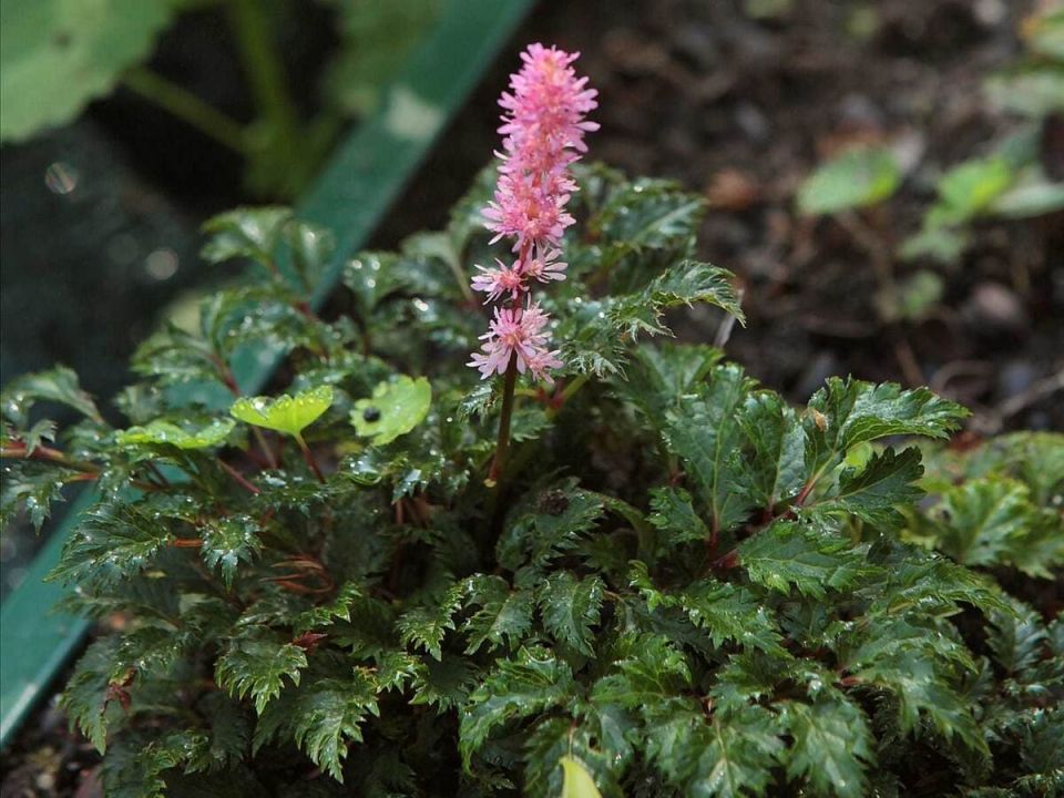 ��� ��������� �������� ��������� ������ ��������� � �����