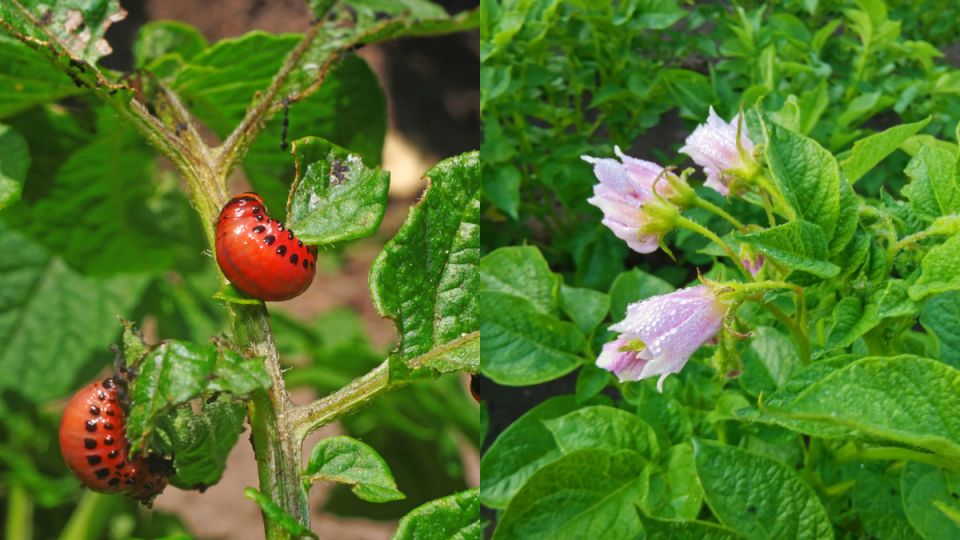 ��� �������� ����� �������� ��� ��������� �� ������������ ����