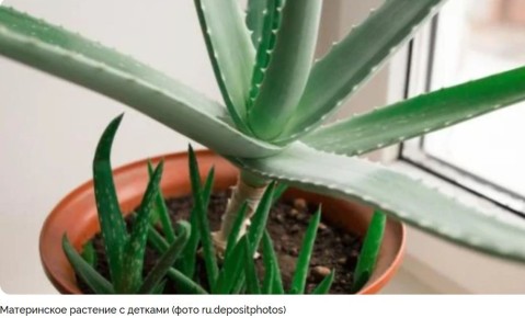 Тайны алоэ и каланхоэ: зеленые помощники для здоровья