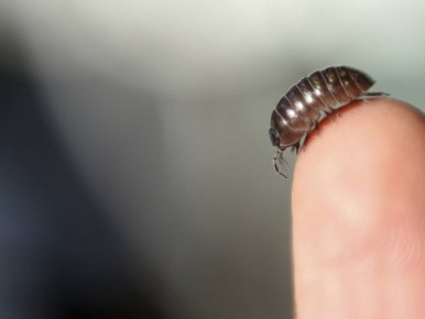 ��� ���������� �� ������ � ������: �������� ������� ��� ������ � �����������