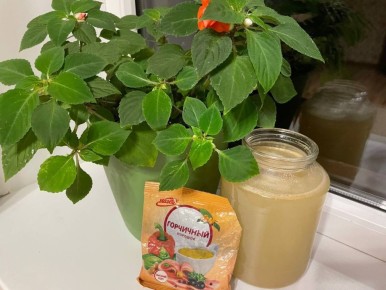 Как горчичный порошок преобразил уход за комнатными растениями