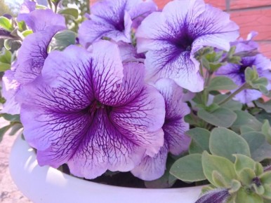 �������: ������ ���� ��� ������ ����������