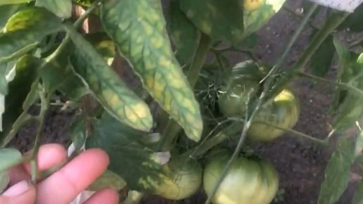 ������������ ���������: ��������� ��������� ��� �������