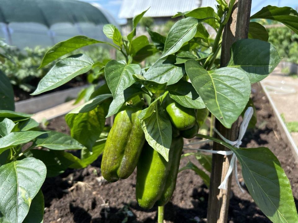 ��� ������ �������� �� ��� ������ �� ������