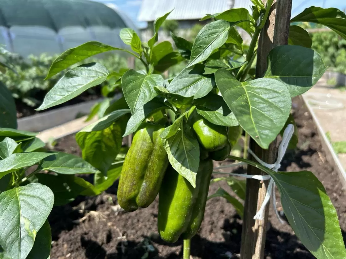 Как спасти посевную за две недели до старта