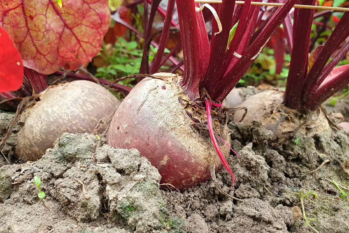 Как вырастить сладкую свеклу: секреты успешного урожая