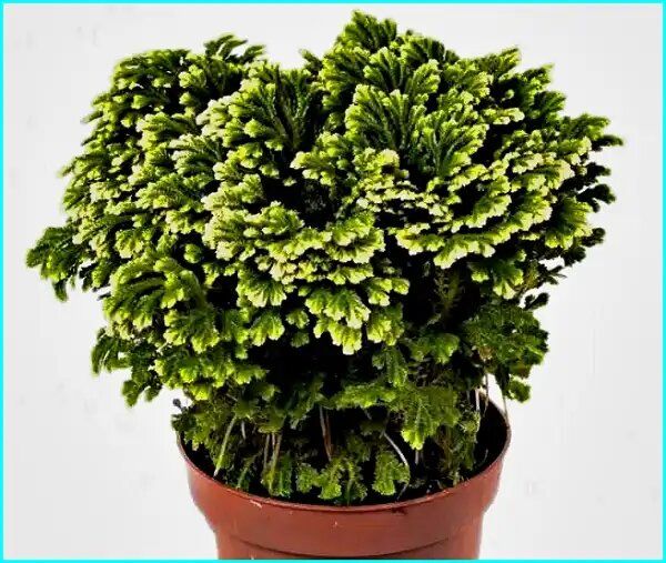 �����������: ������� ���� ������ ����, ���������� �����