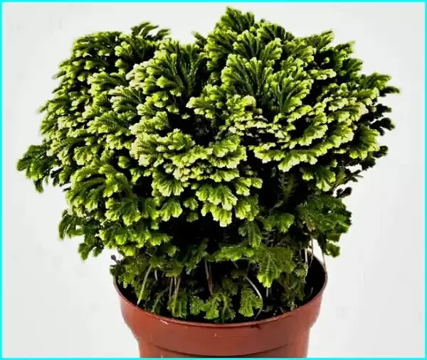 Селагинелла: зеленое чудо вашего дома, пережившее эпохи