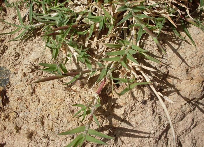 �������: ���� ���������� ��������� � ����������� �������� �����