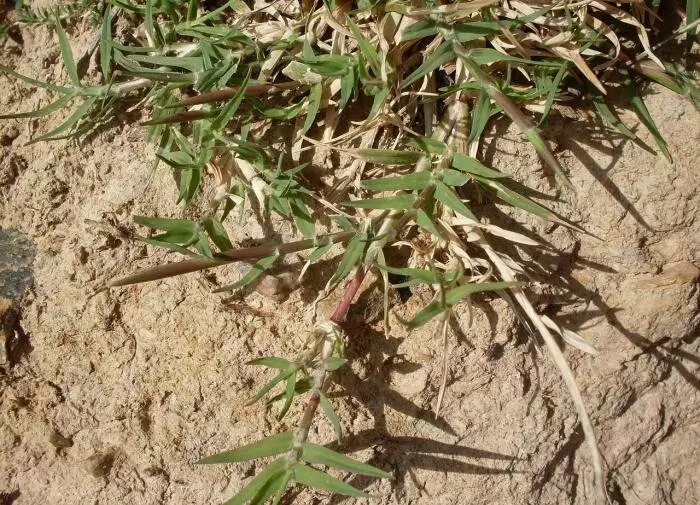 Сорняки: ваши неоценимые помощники в определении качества почвы