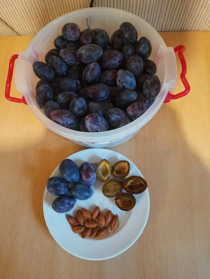 Как вырастить сливу из косточек: мифы и реалии