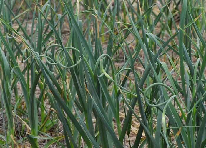 ��� ������ ���������� ������ ������: ������� ������ ��� ���������