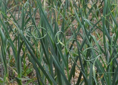 ��� ������ ���������� ������ ������: ������� ������ ��� ���������