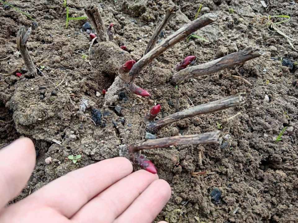 ������ ���� ����� �� ������, ��� ����? ������ �� ����� � ������ ������