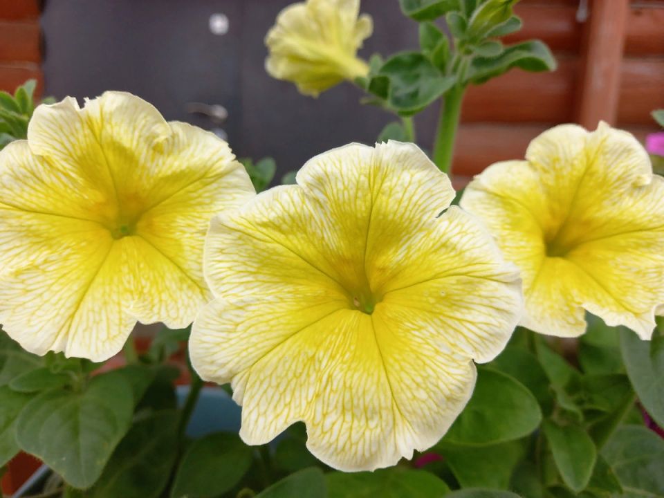 �������� �� �������: �������� � �������� ������������ ����