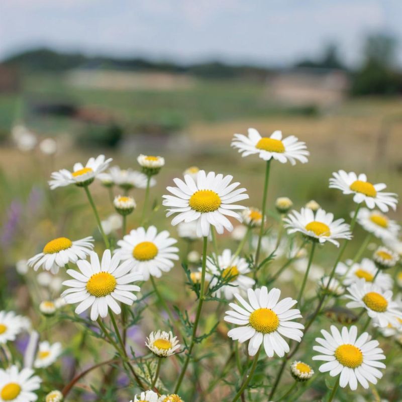 ����������� ������������� ����: ��� ���� ����� ����� ����� �������