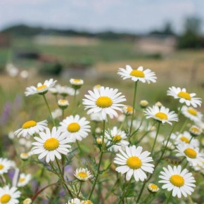 Выращивание лекарственных трав: как дача может стать вашей аптекой