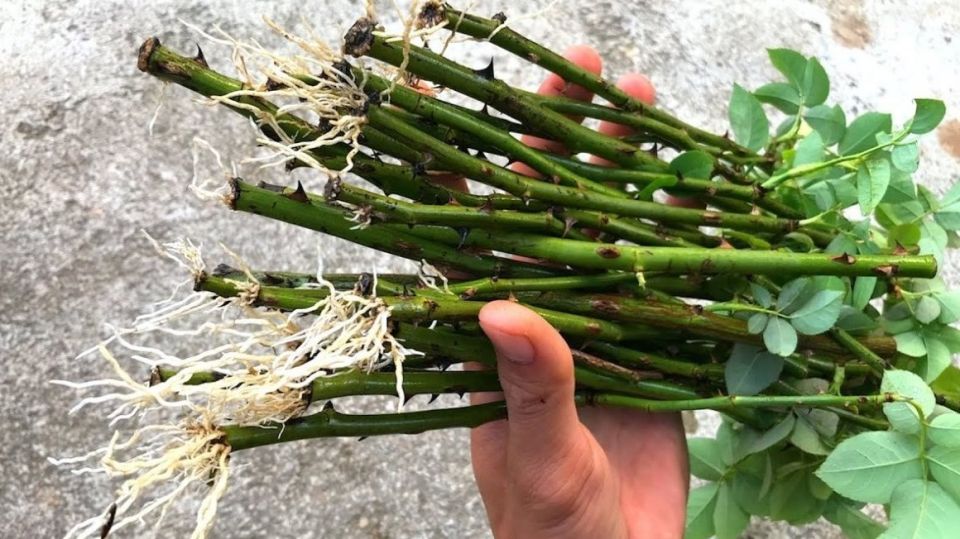 ������� ������ �����������: ��� ��� ���� �������� �������� ��������