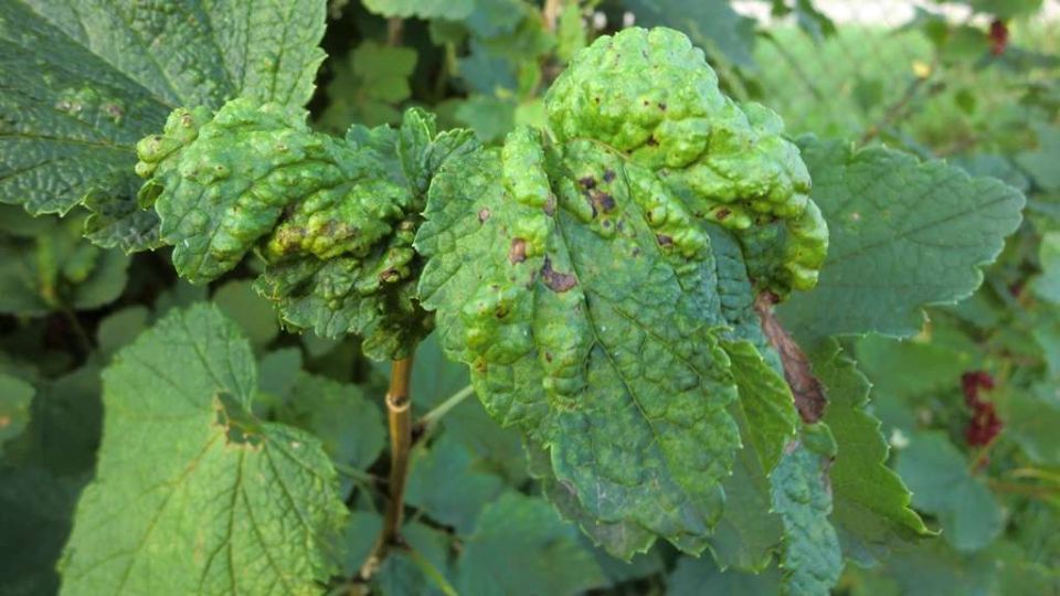 ��� ������� ��������� �������� � ������������� ����������� ������