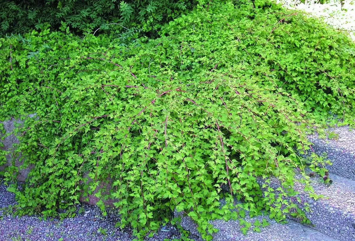 Шесть агрессивных кустарников, которые стоит избегать в саду