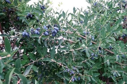 ��������� ������: ��������� ������ ������ ���� � ����������� �������