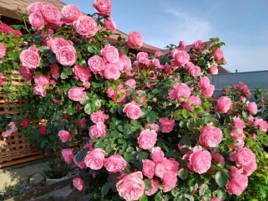 ���� Leonardo da Vinci: ���������� ���������� � �������� � �����