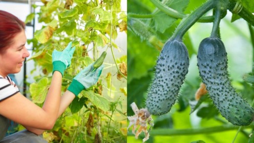 ��� ������������ ��������� ������ ������ �������: ������� ������