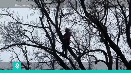 Специалисты провели древесную экспертизу, которая определила методику восстановления черешчатого дуба