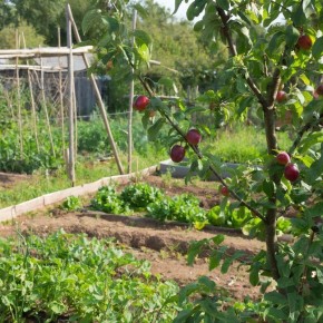 Весна в саду: 16 сортов слив для успешной посадки