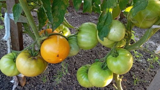 ��� ��������� ������ ������� ����� ��� ������ ������