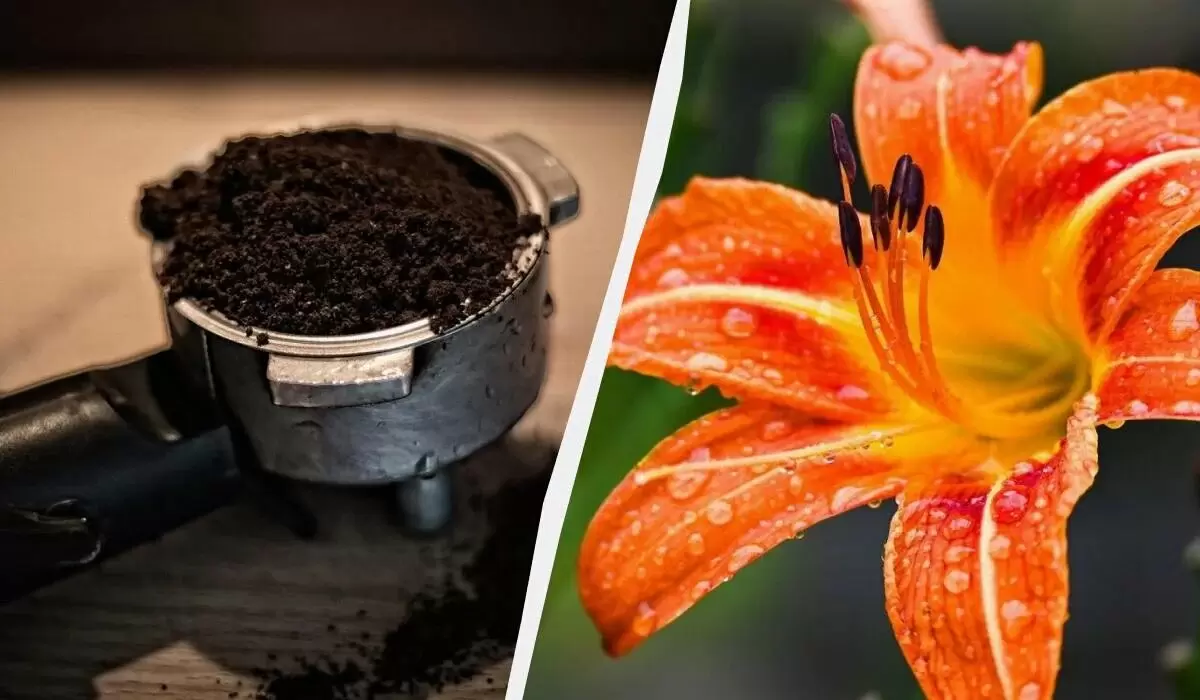 Как кофейная гуща может преобразить ваш сад: секреты эффективного удобрения