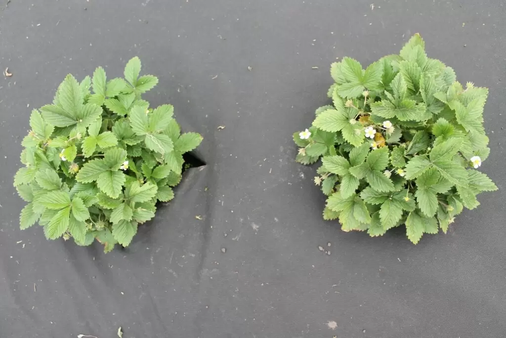 Тайны черной пленки: как сделать ваш огород более продуктивным