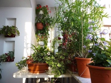 Летние секреты для любителей комнатных растений