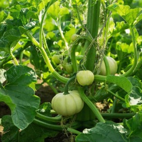 Как получить богатый урожай мускатной тыквы: секреты успешного выращивания