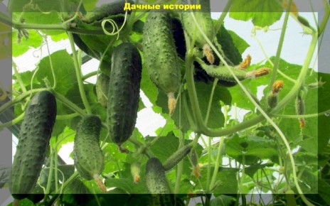 ������ �������: ��� ��������� ��������� ������ ��� ������ � �������