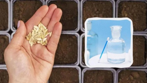 �� ������� ����������� ������ ������: ��� �� ����� �������