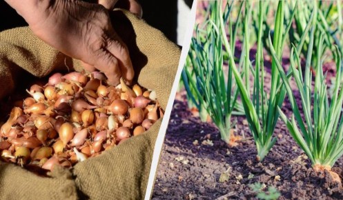 ��� ������� ��������� ����������� ��� ����� ��� ������� ����