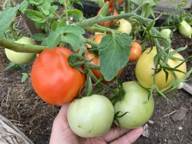 ���-5 ������ �������, ������� ����������� �������� ���������� �������