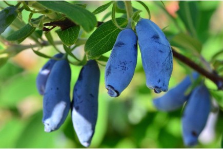 ��� ������ � ������ ����������� ������� �� ���������: ������� � ��������