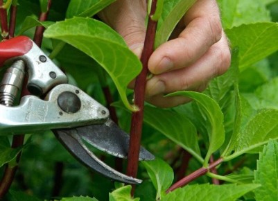 ����������� �������� ��������: ���������� � ����� ����