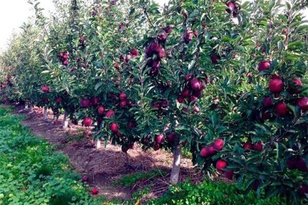 ������ ��� �������: ���������� ���� ��� ��������� �����������