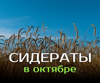 ��� �������� ���� ������ �����: ��������� ������� ��� ������ �������