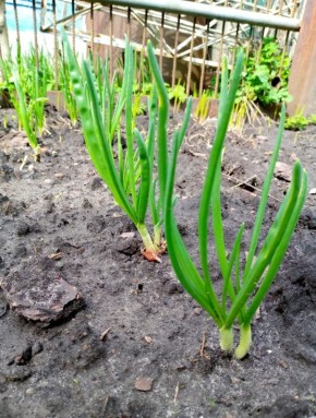 ��� �� ��������� ������ ��� ������� ����-����� ������