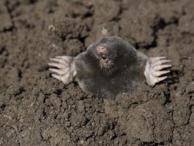 ����������� ������ �� ������: ��� ���������� ����� ����� ������ ���� ������