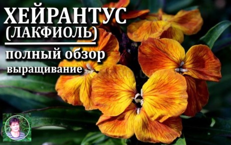 ���������: ����������� ������ ��� ������ ����