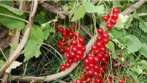 ������� ������� ������� ������� ���������