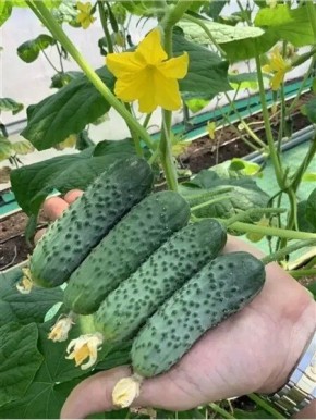 ������ ����������: ��������� ������� ��� ������� ������