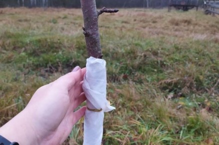 ������ ������� �������� �� ����� �������: �������� ������ ������ � ����